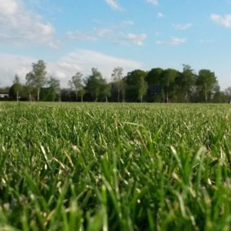 Sport- und Spielrasen