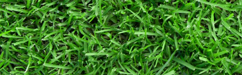 Premium Supina-Rasen