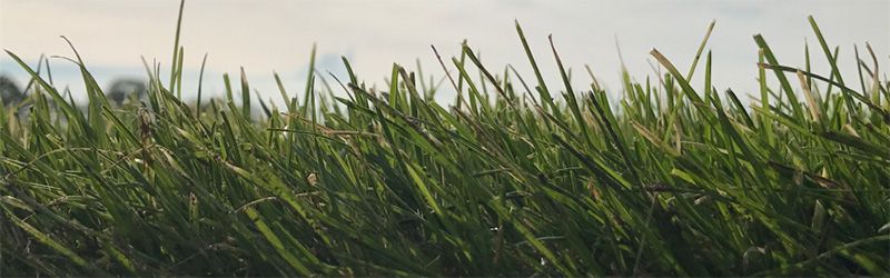 Sport- und Spielrasen