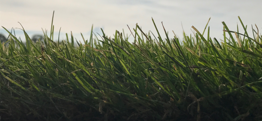 Sport- und Spielrasen