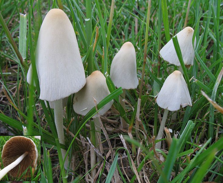 Milchweißes Samthäubchen